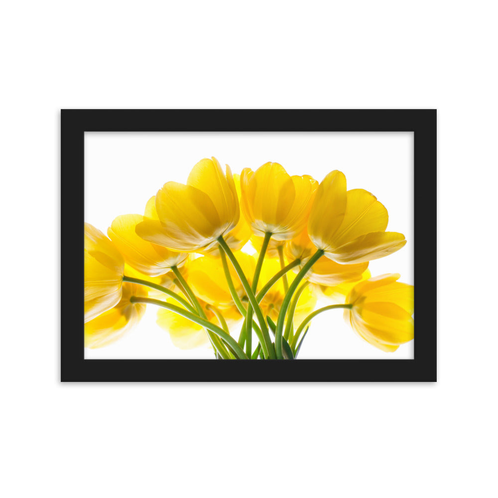 Dzeltenas tulpes priekam