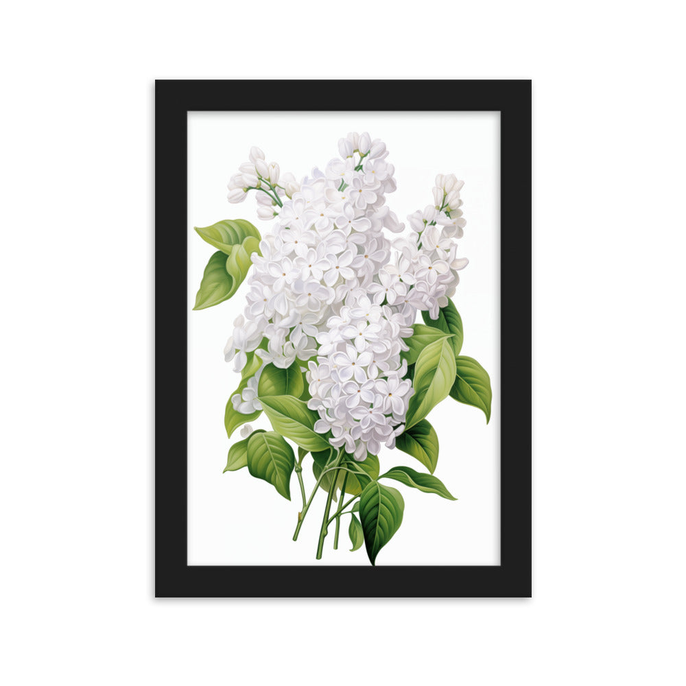 Laimīgais ceriņš- balts