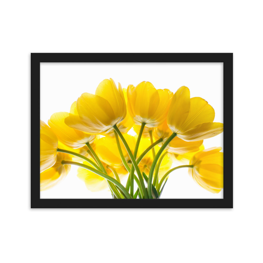 Dzeltenas tulpes priekam