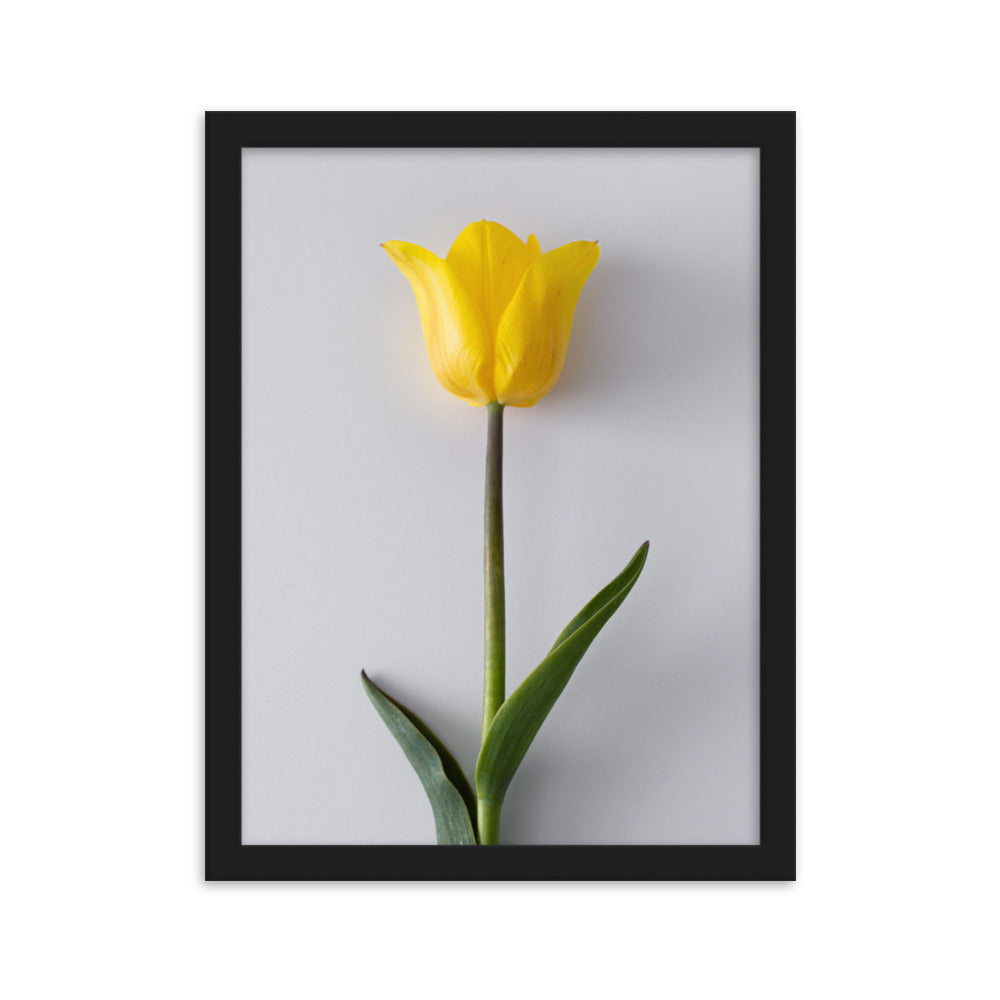 Dzeltena tulpe priekam II