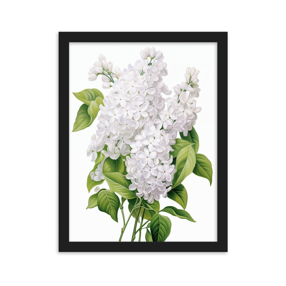 Laimīgais ceriņš- balts