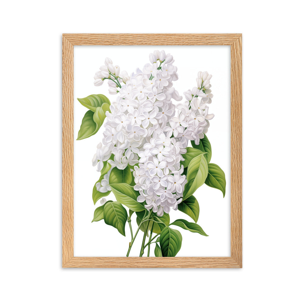 Laimīgais ceriņš- balts