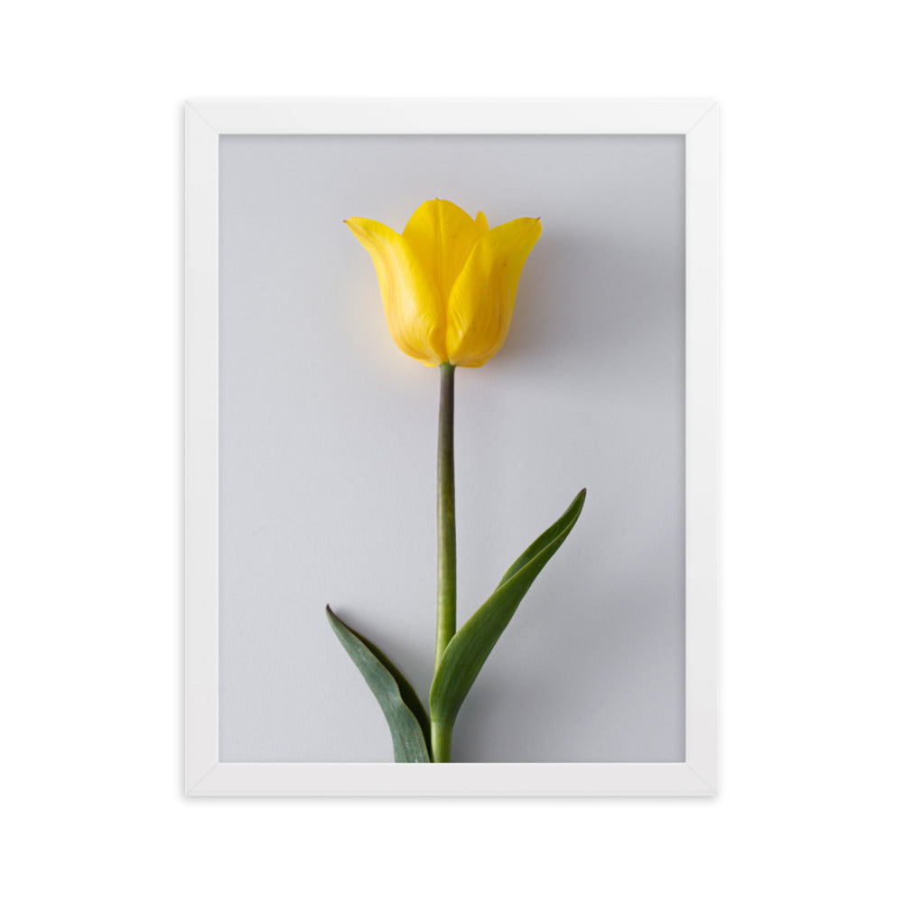 Dzeltena tulpe priekam II