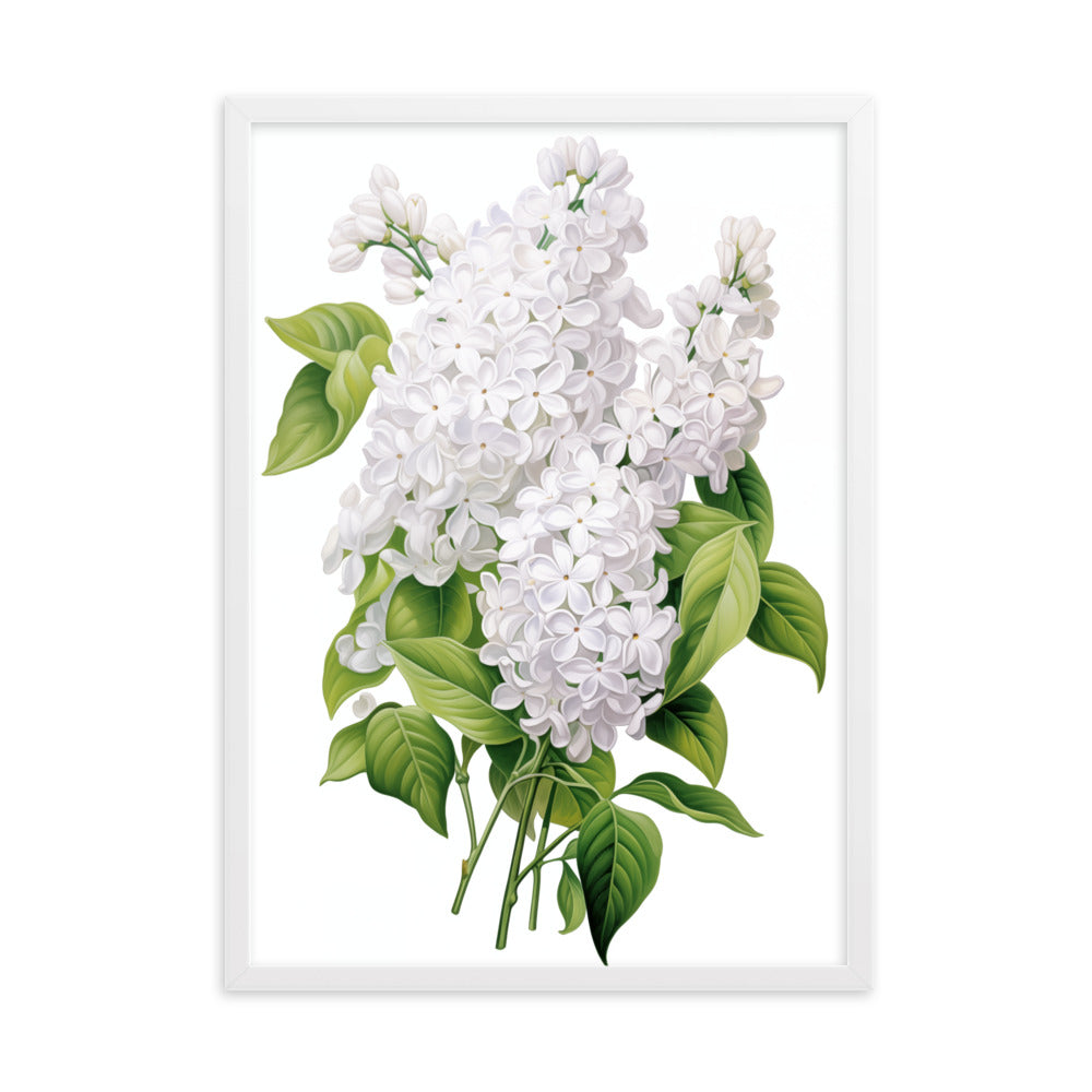 Laimīgais ceriņš- balts